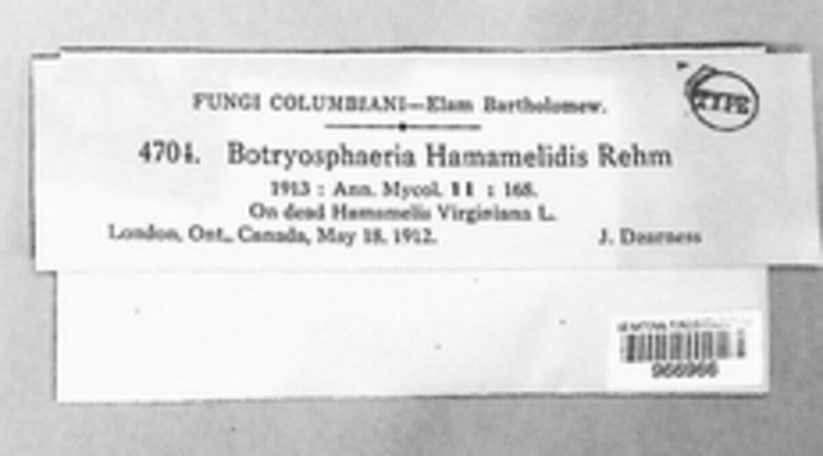 Neofusicoccum hamamelidis image